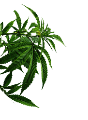 Cannabis branch decoration