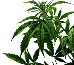 Cannabis branch decoration