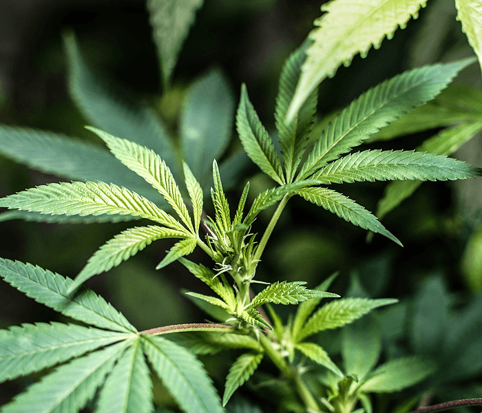 Cannabis plant detail