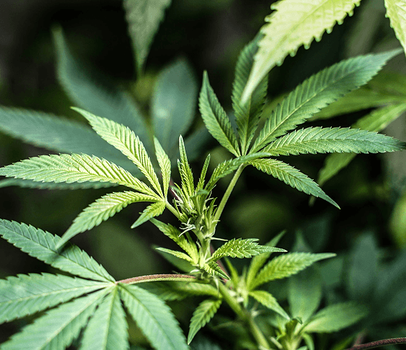Cannabis plant close-up